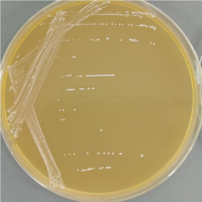 Lactobacillus fermentum-BNCC
