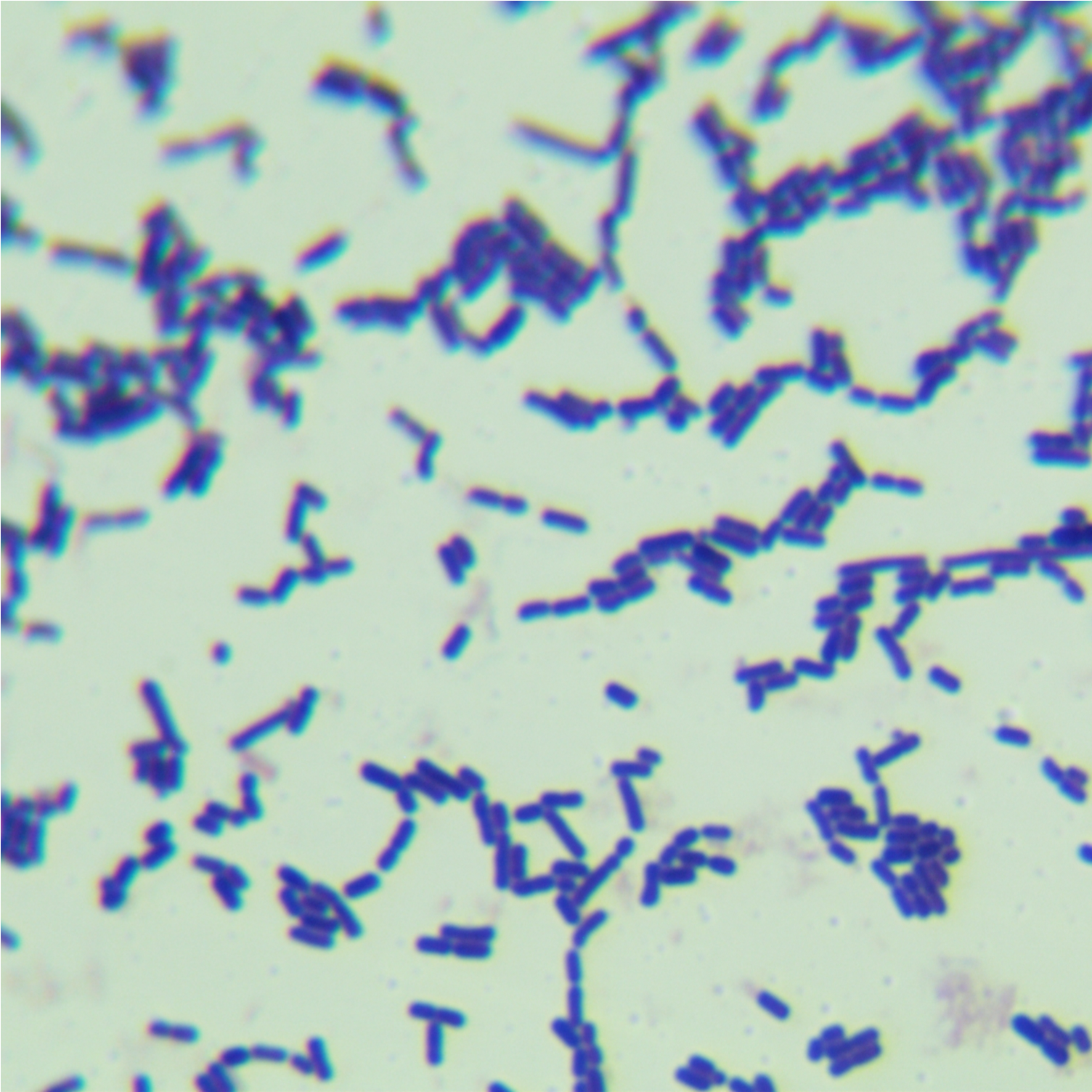 Lactobacillus fermentum-BNCC