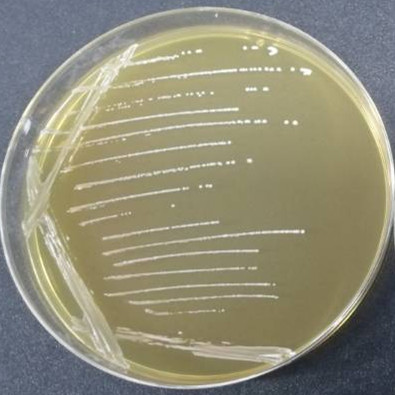 Lactobacillus casei-BNCC