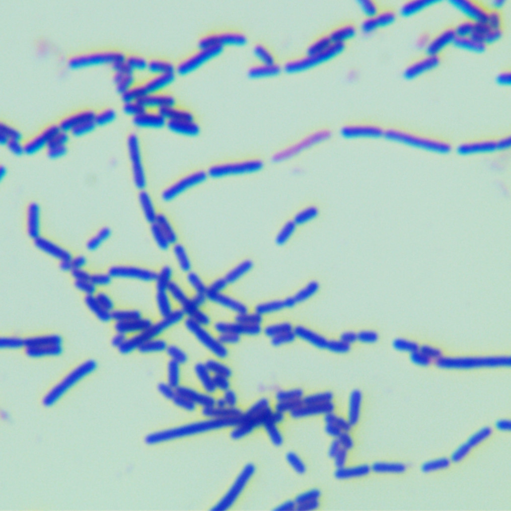 Lactobacillus casei-BNCC