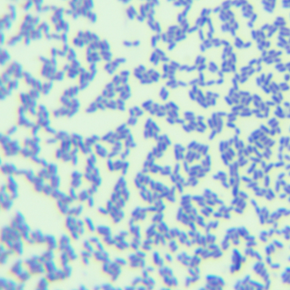 Jensen's Propionibacterium-BNCC