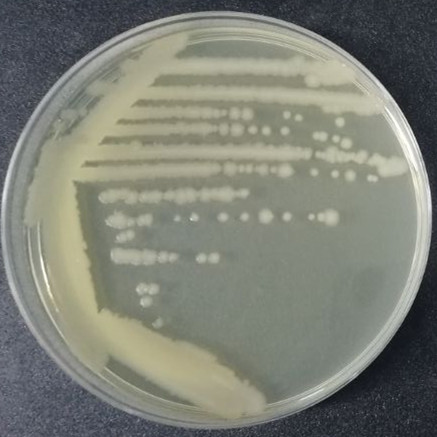 Chestnut brown Bacillus-BNCC