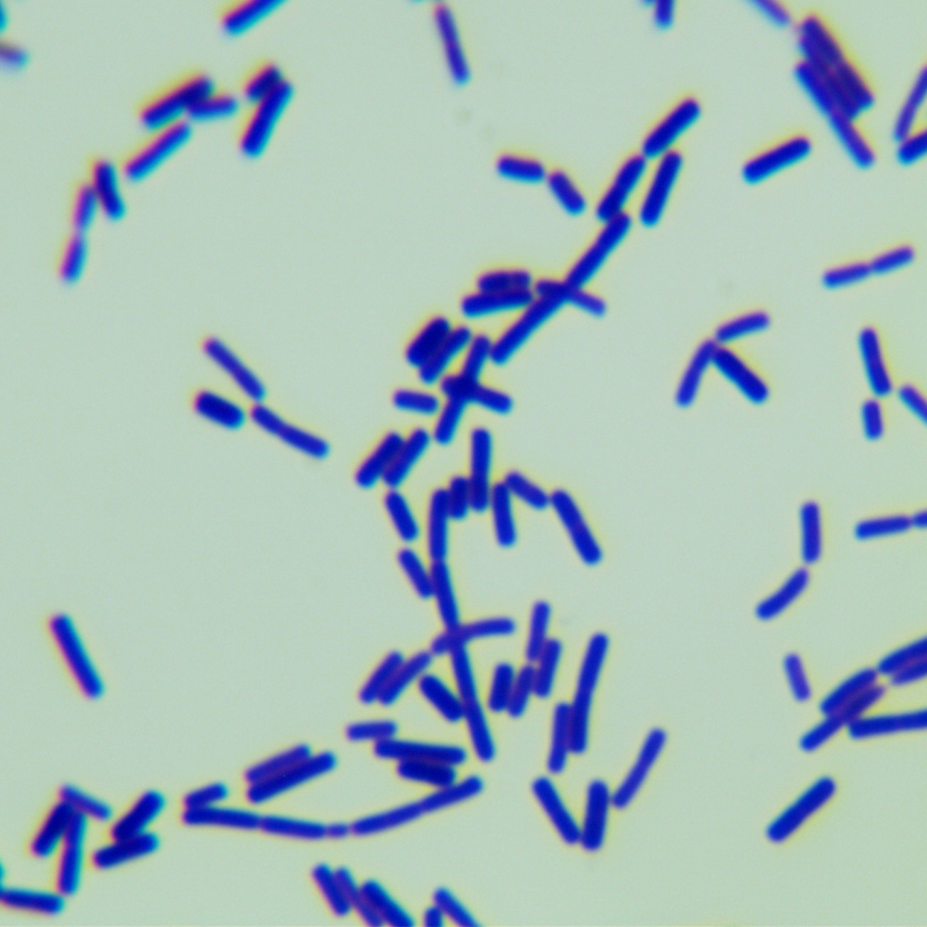 Chestnut brown Bacillus-BNCC