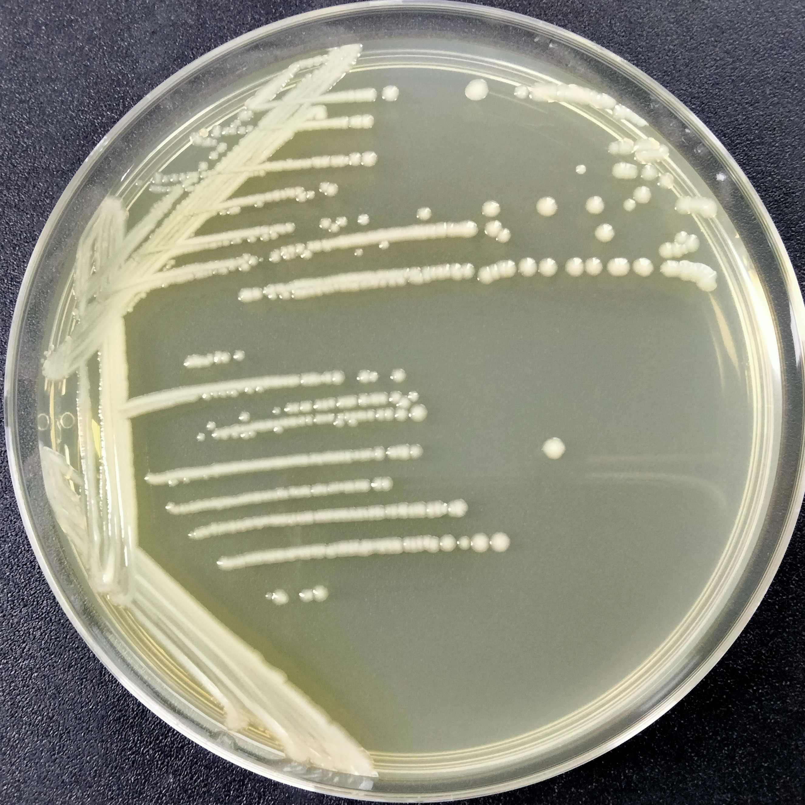 Acid producing Klebsiella pneumoniae-BNCC