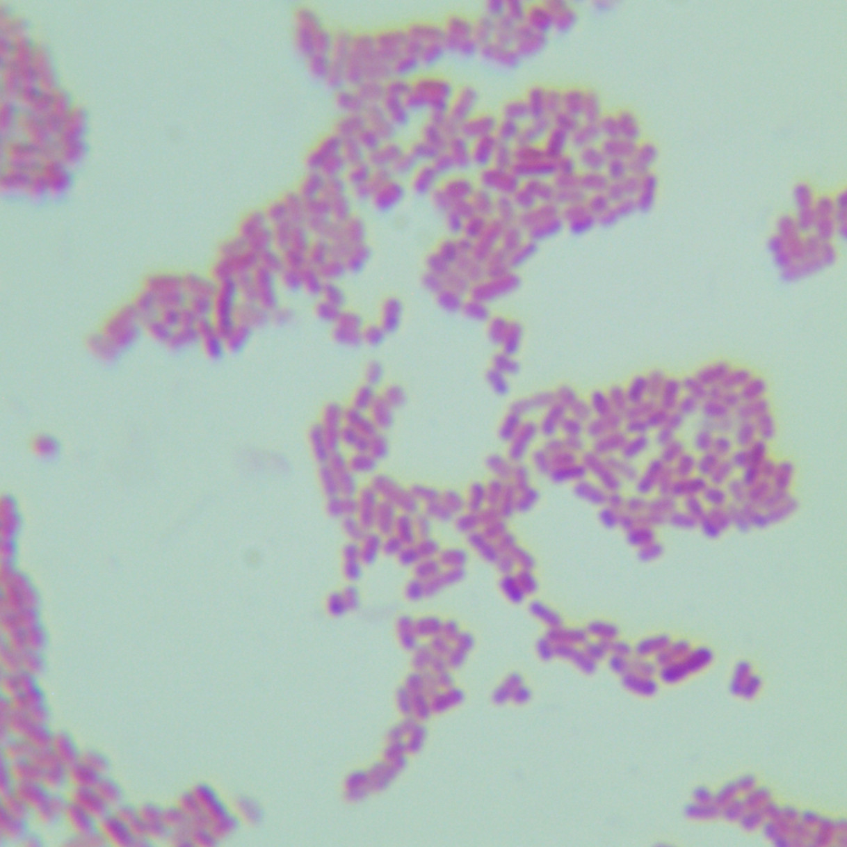 Acid producing Klebsiella pneumoniae-BNCC
