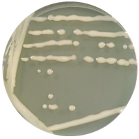 Bacillus subtilis-BNCC