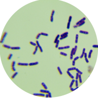Bacillus subtilis-BNCC