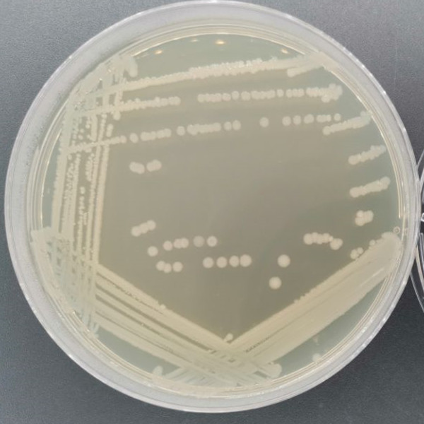 Bacillus circulans-BNCC