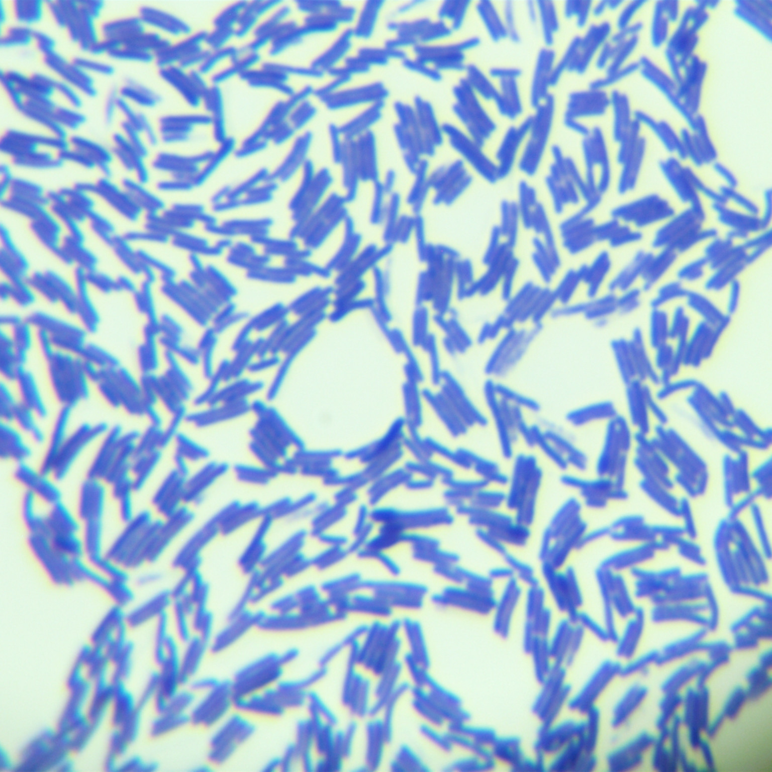 Bacillus circulans-BNCC