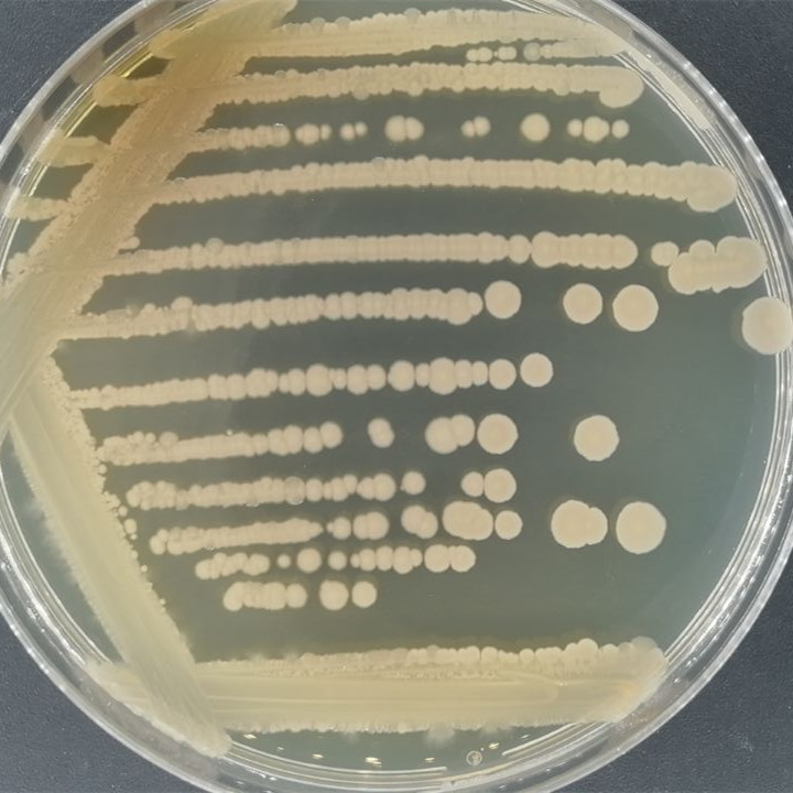 Spindle shaped lysine producing Bacillus-BNCC
