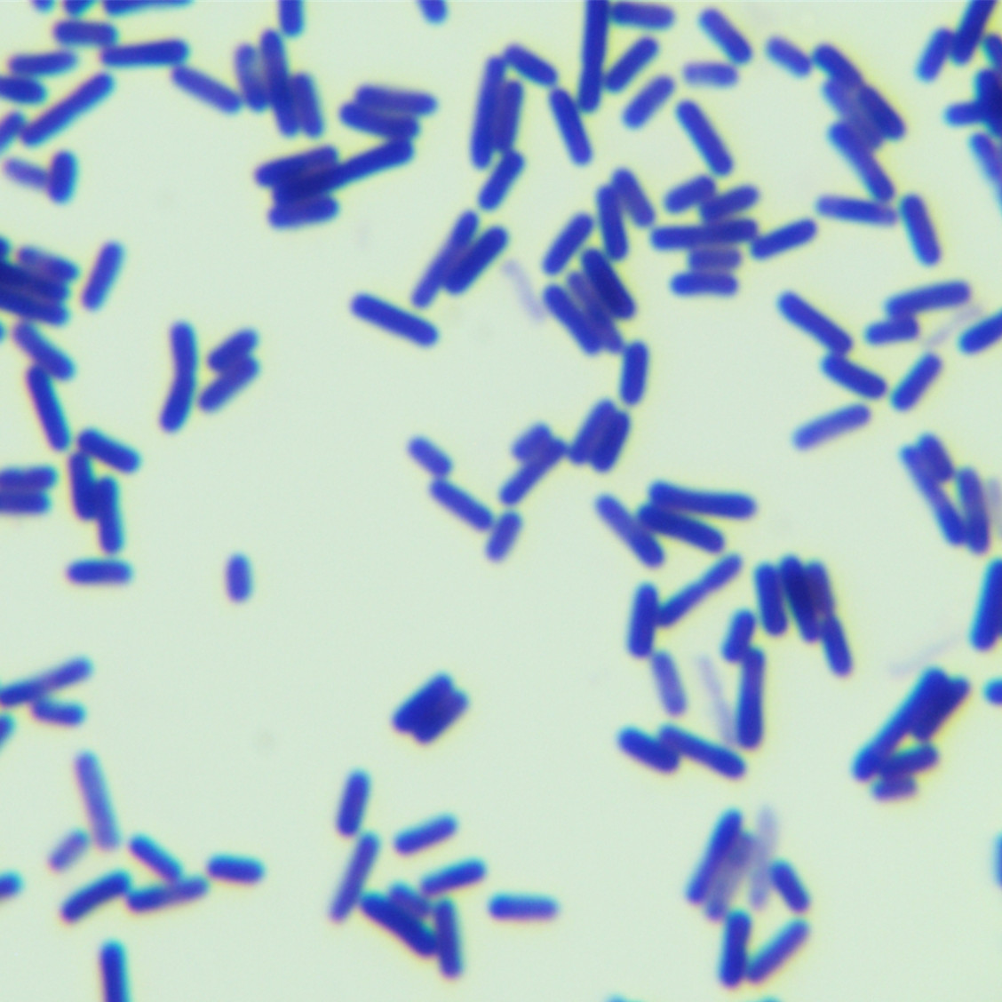 Spindle shaped lysine producing Bacillus-BNCC