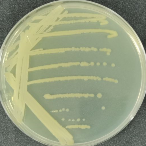 Soil Bacillus subtilis-BNCC