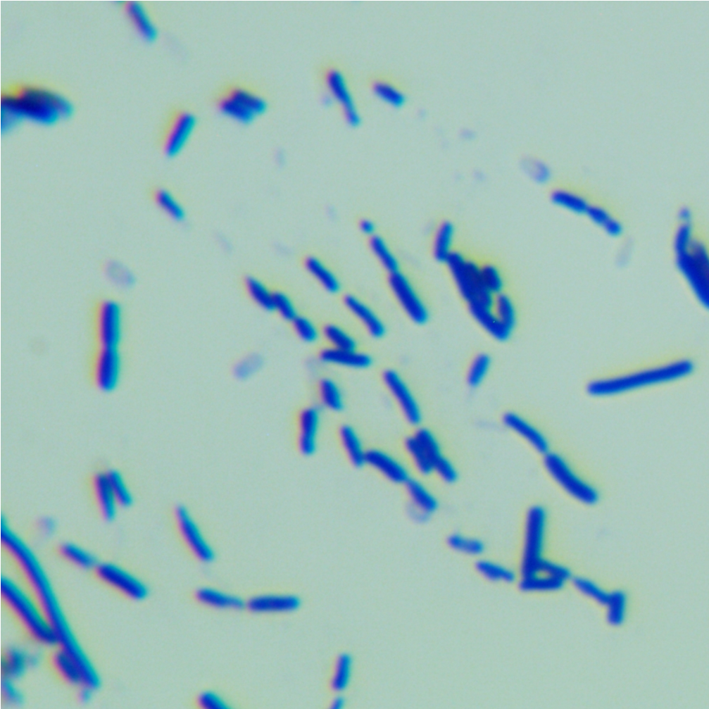 Soil Bacillus subtilis-BNCC