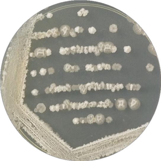 Bacillus genus-BNCC