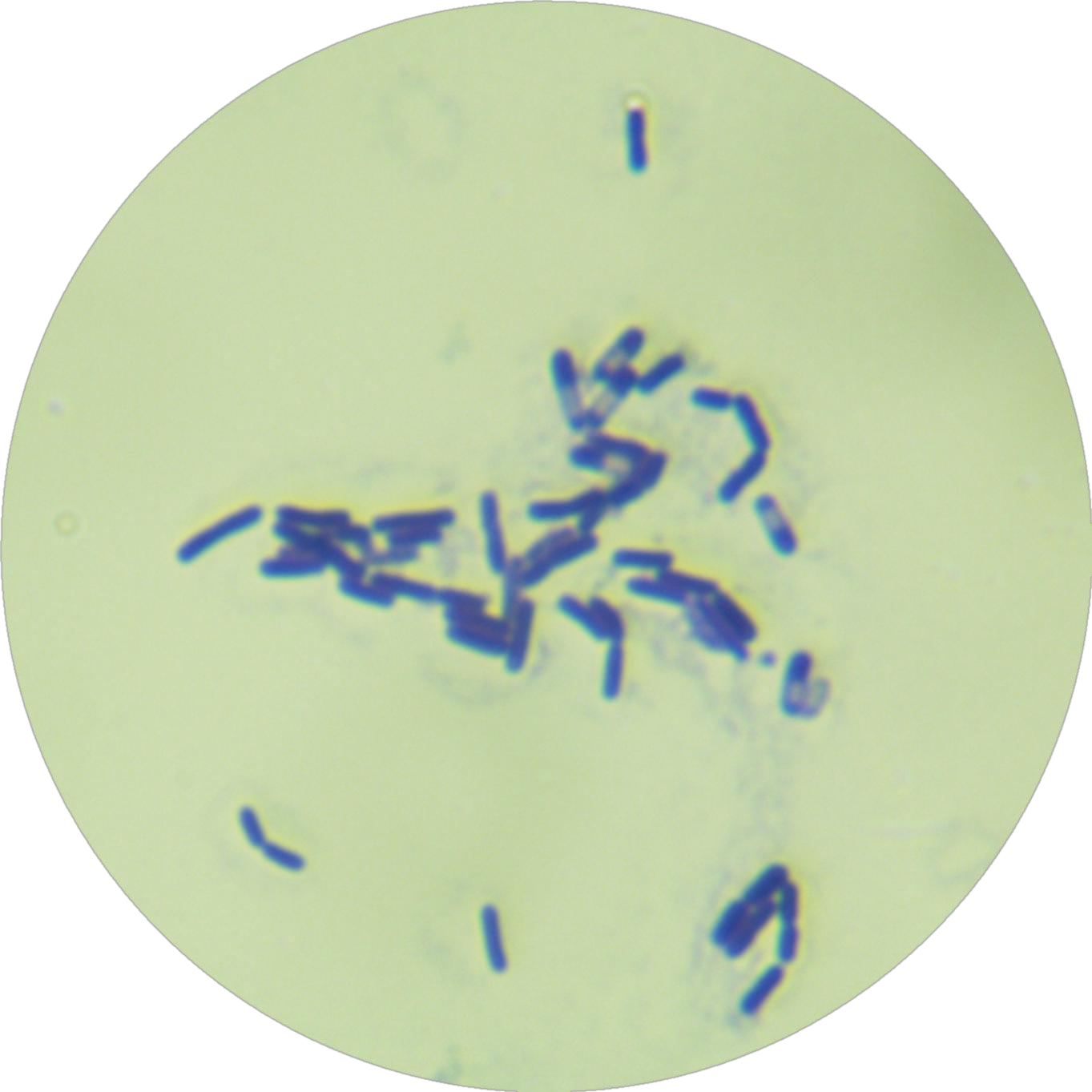 Bacillus genus-BNCC