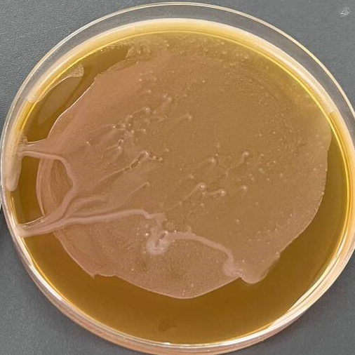 Lactobacillus rhamnosus-BNCC