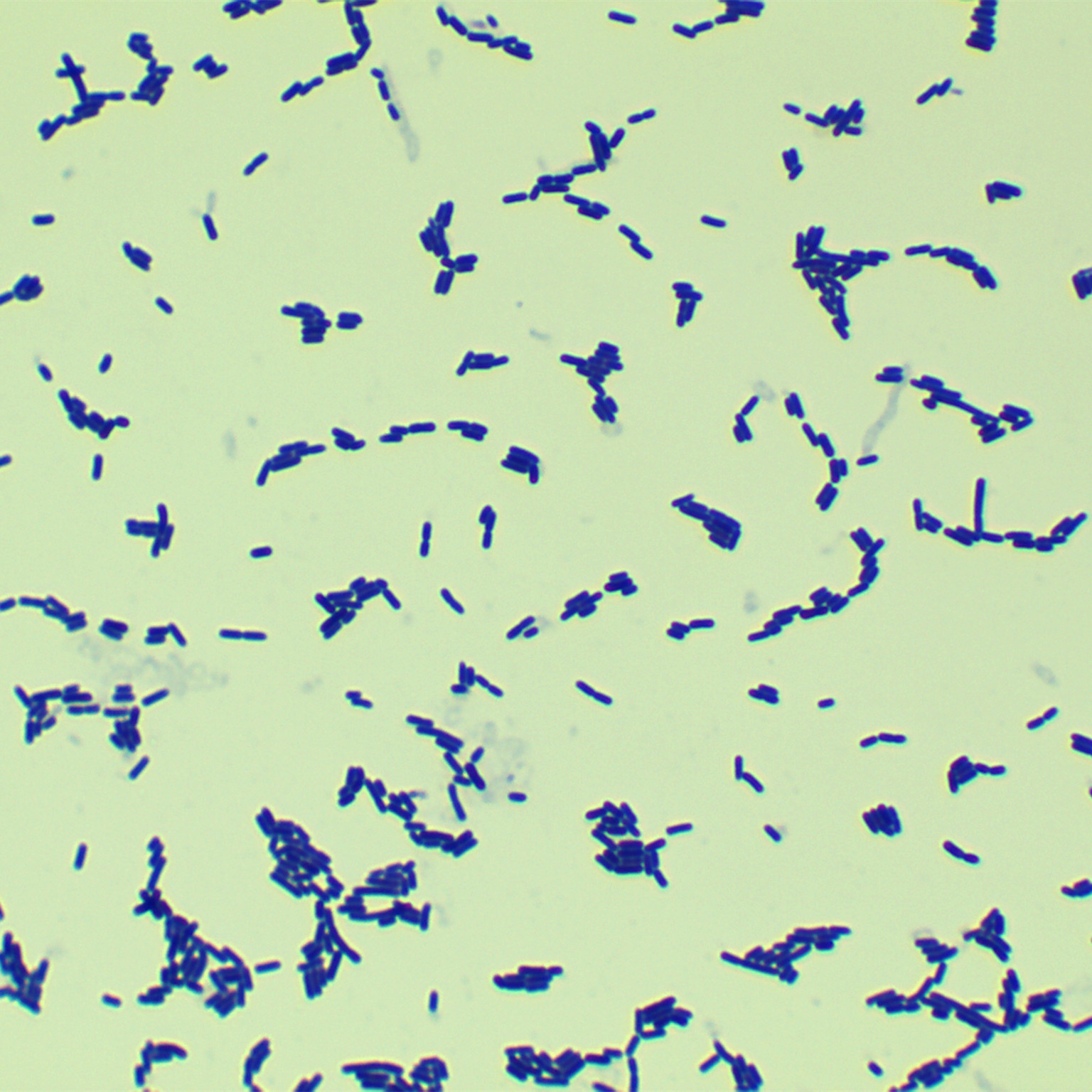 Lactobacillus rhamnosus-BNCC