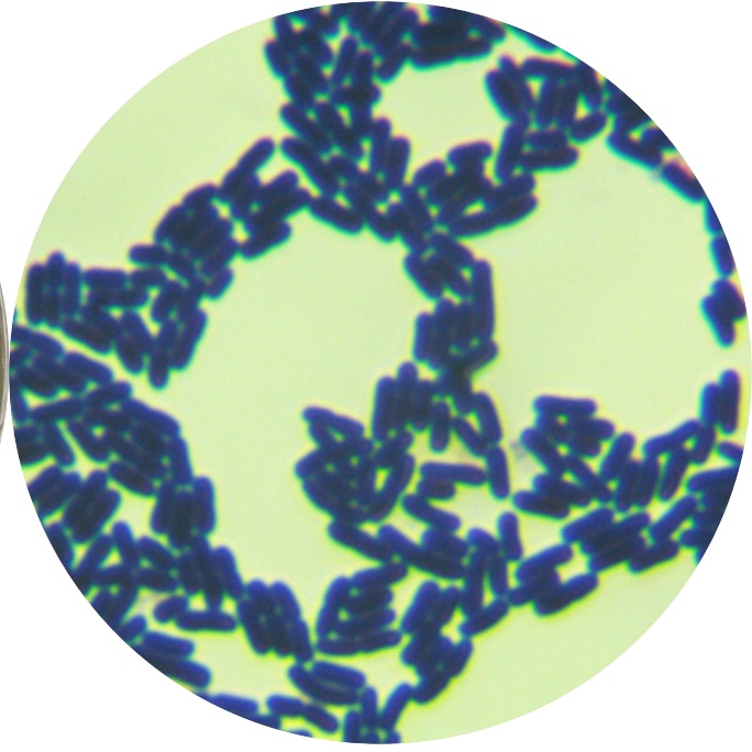 Lactobacillus salivarius-BNCC