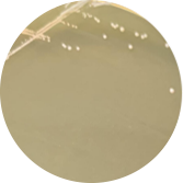 Streptococcus salivarius subsp. salivarius-BNCC