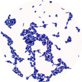 Streptococcus salivarius subsp. salivarius-BNCC