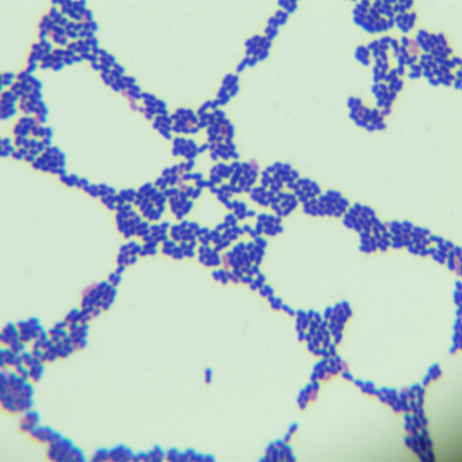 Enterococcus faecalis-BNCC