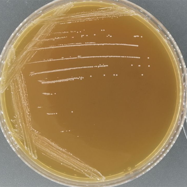 Enterococcus faecalis-BNCC