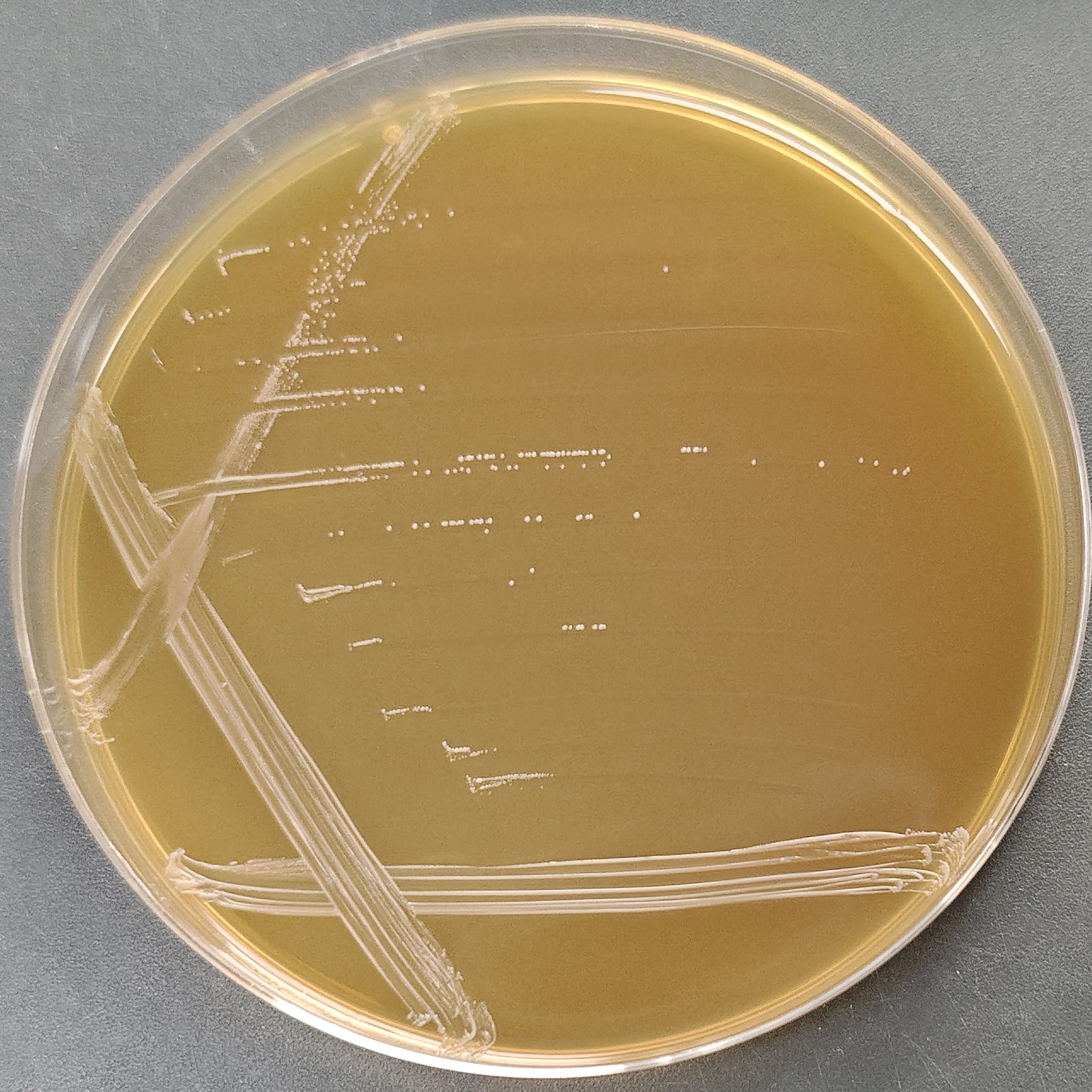 Enterococcus faecalis-BNCC