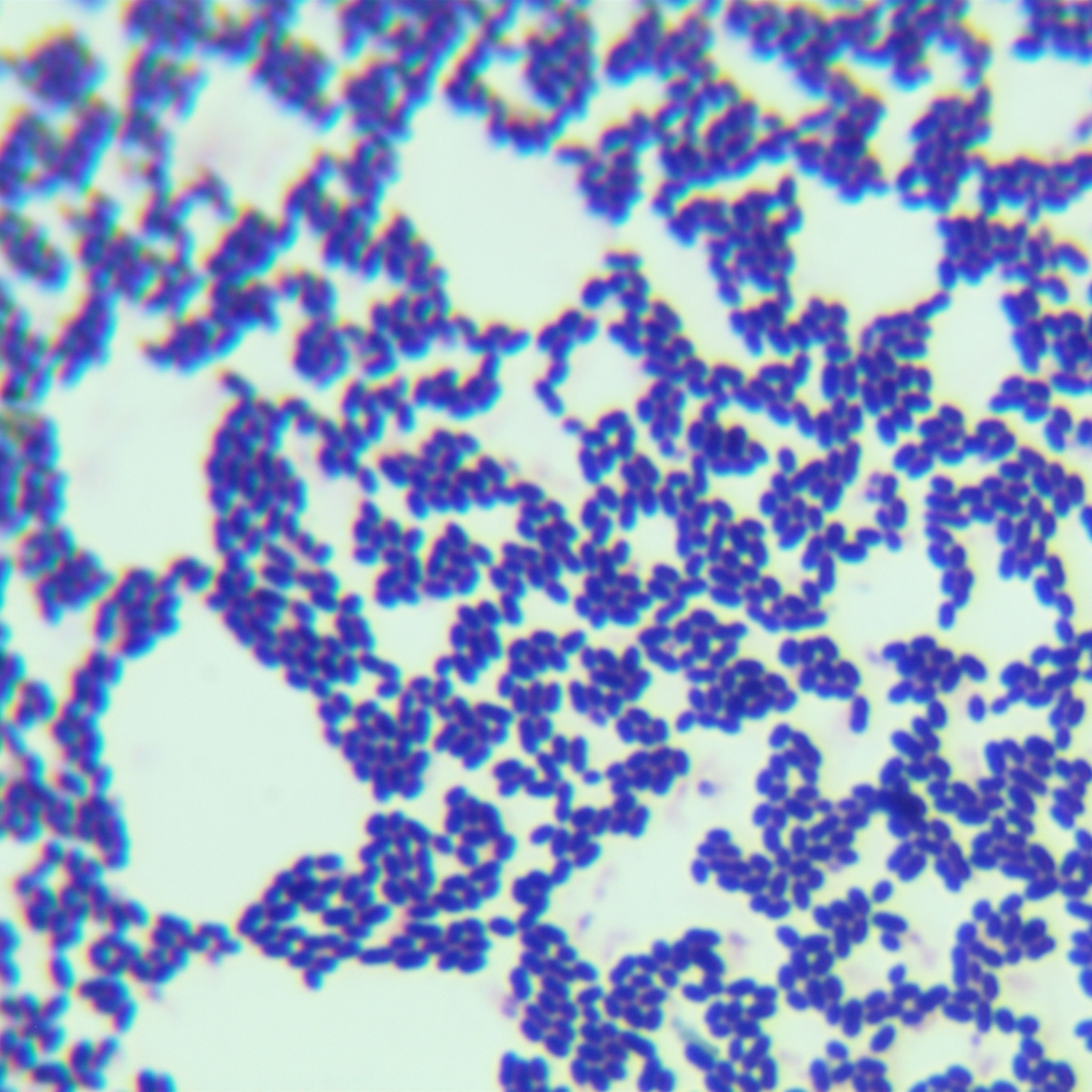 Enterococcus faecalis-BNCC