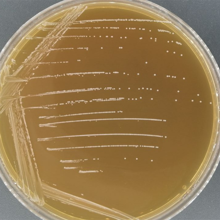 Enterococcus faecalis-BNCC