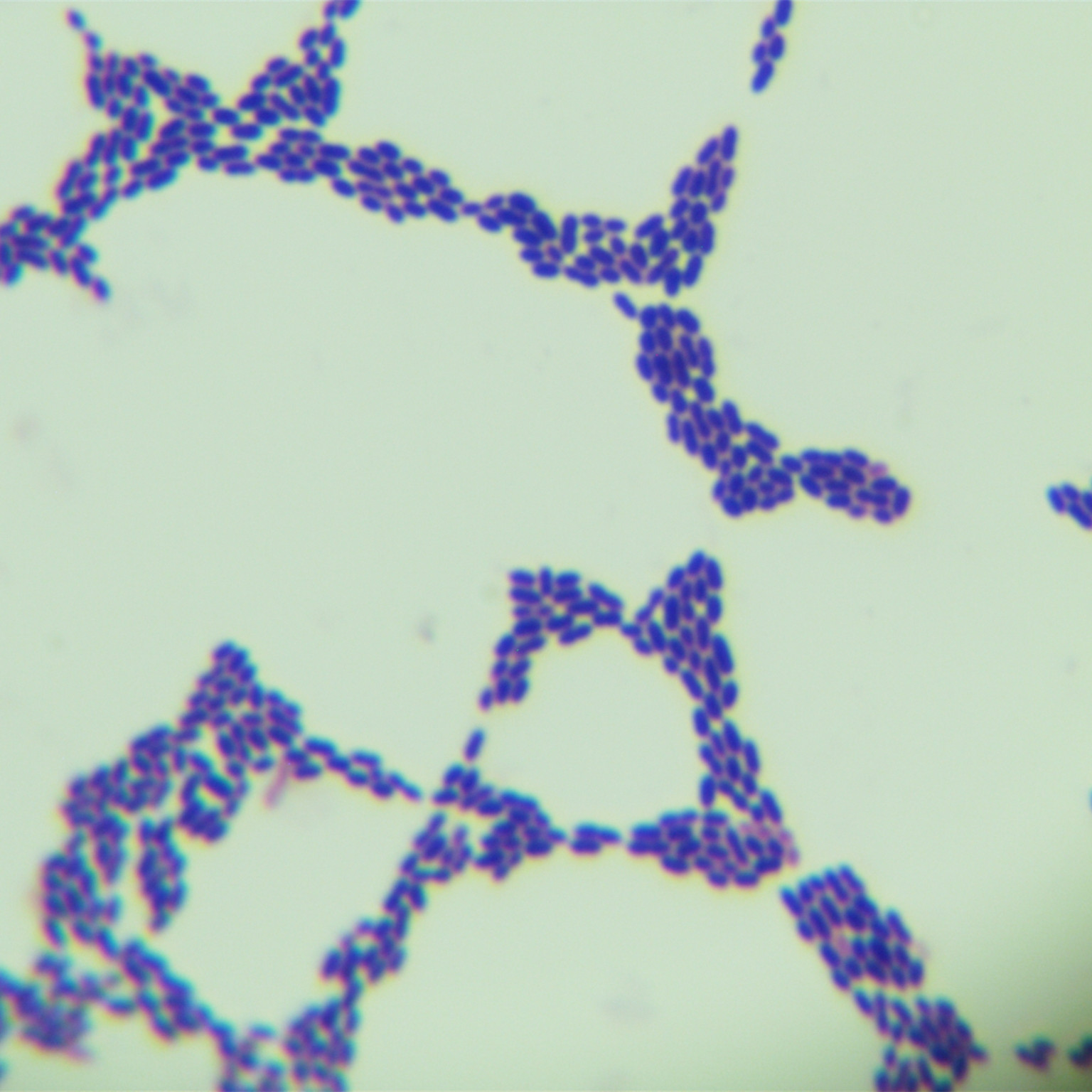 Enterococcus faecalis-BNCC