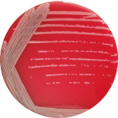 Bacillus sphaerospermos-BNCC