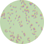 Bacillus sphaerospermos-BNCC