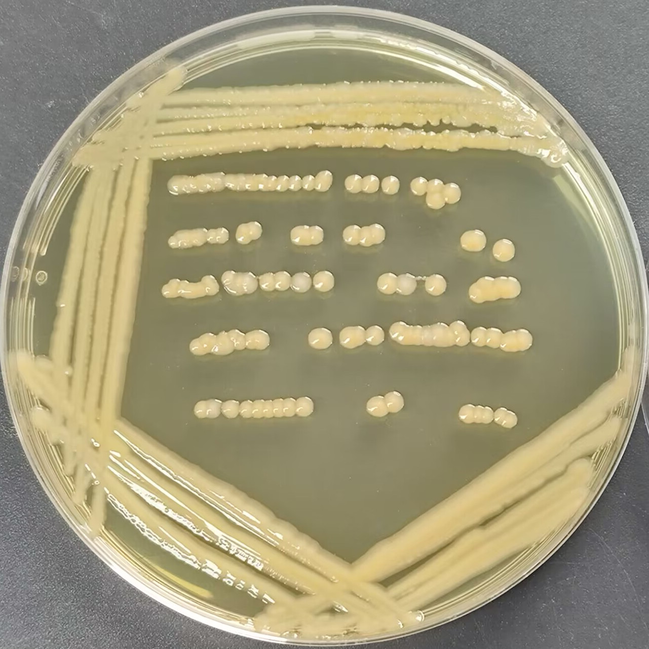 Fluorescent Pseudomonas-BNCC