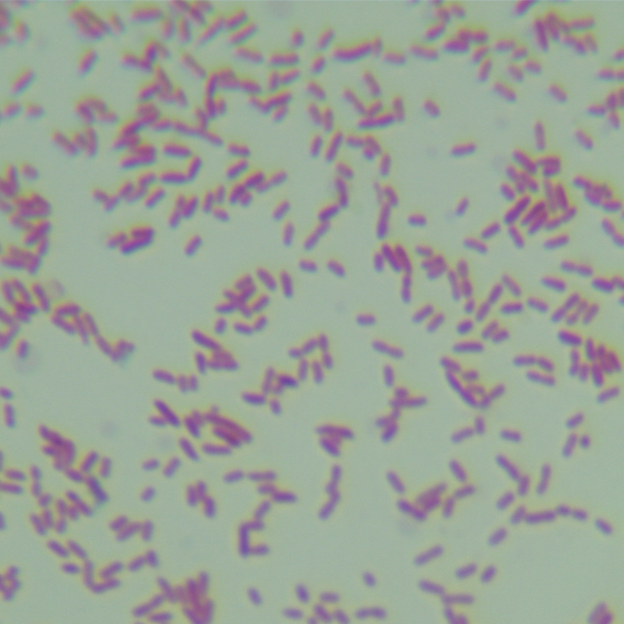 Fluorescent Pseudomonas-BNCC