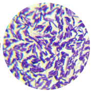 Bacillus genus-BNCC