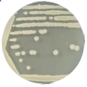 Bacillus genus-BNCC