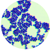 Squirrel Staphylococcus-BNCC