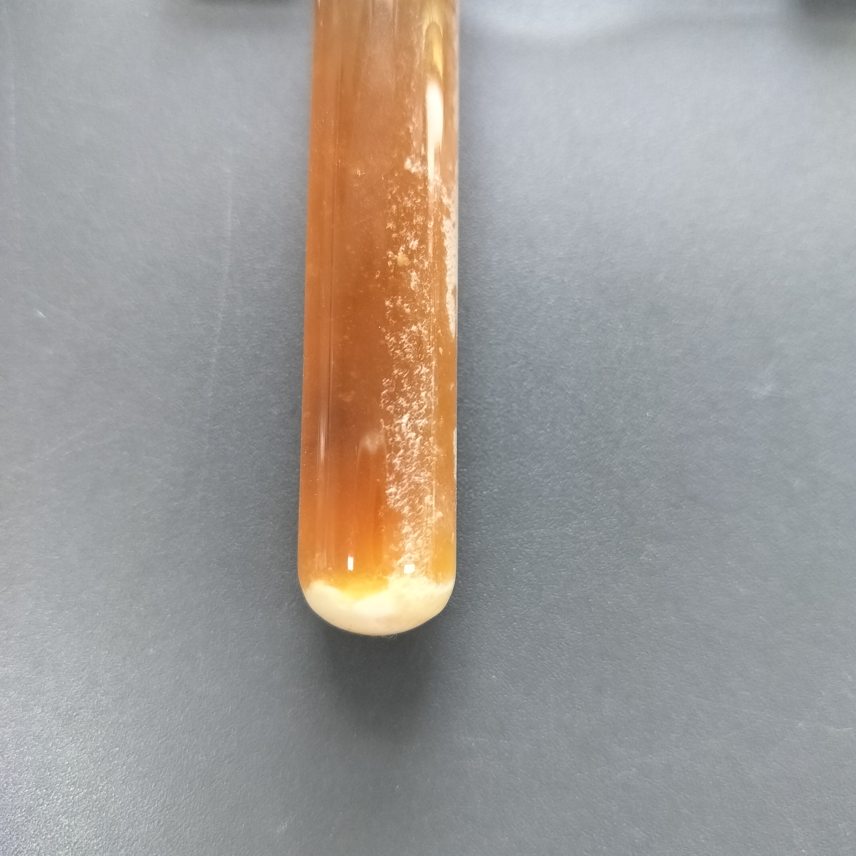 Lactobacillus plantarum-BNCC