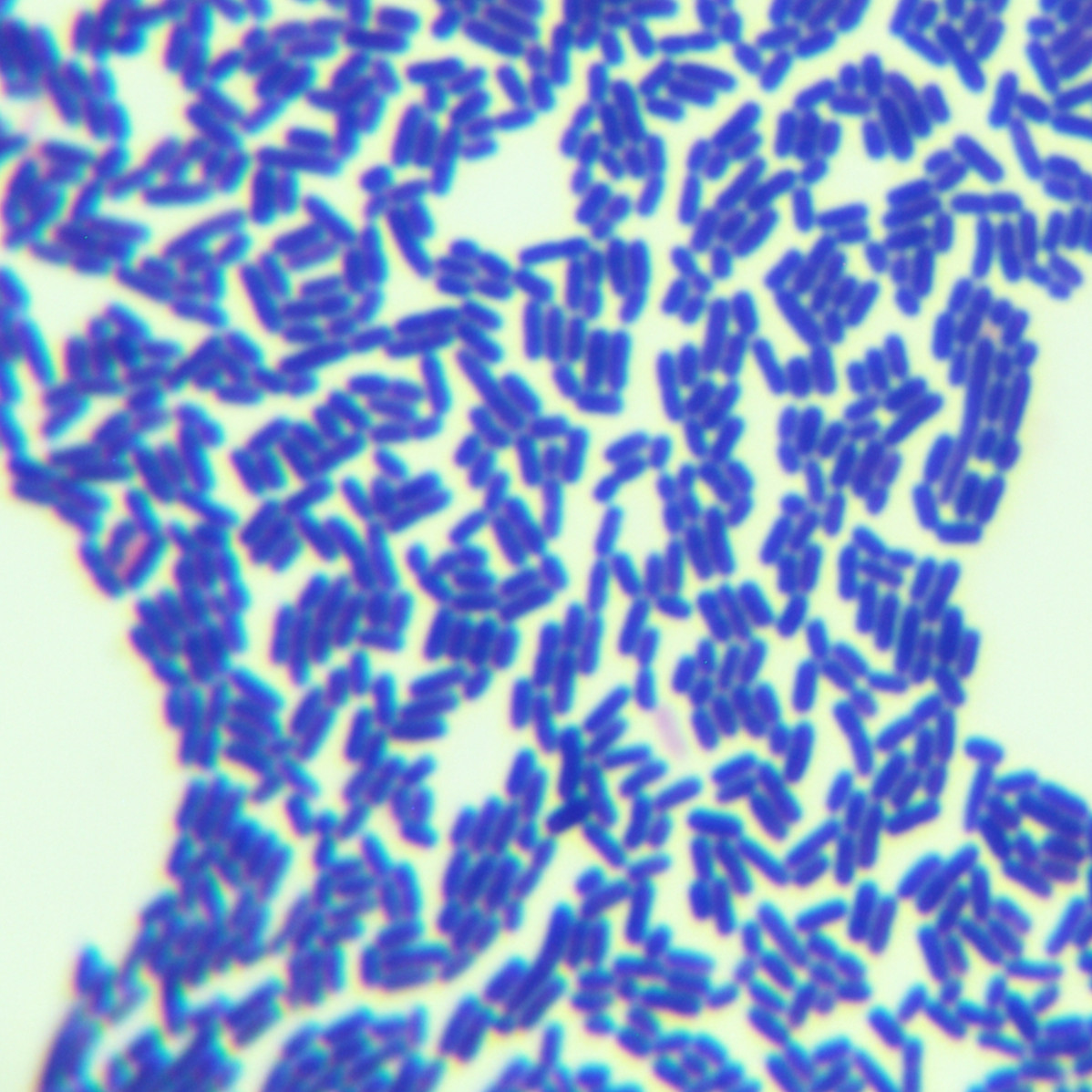 Lactobacillus plantarum-BNCC