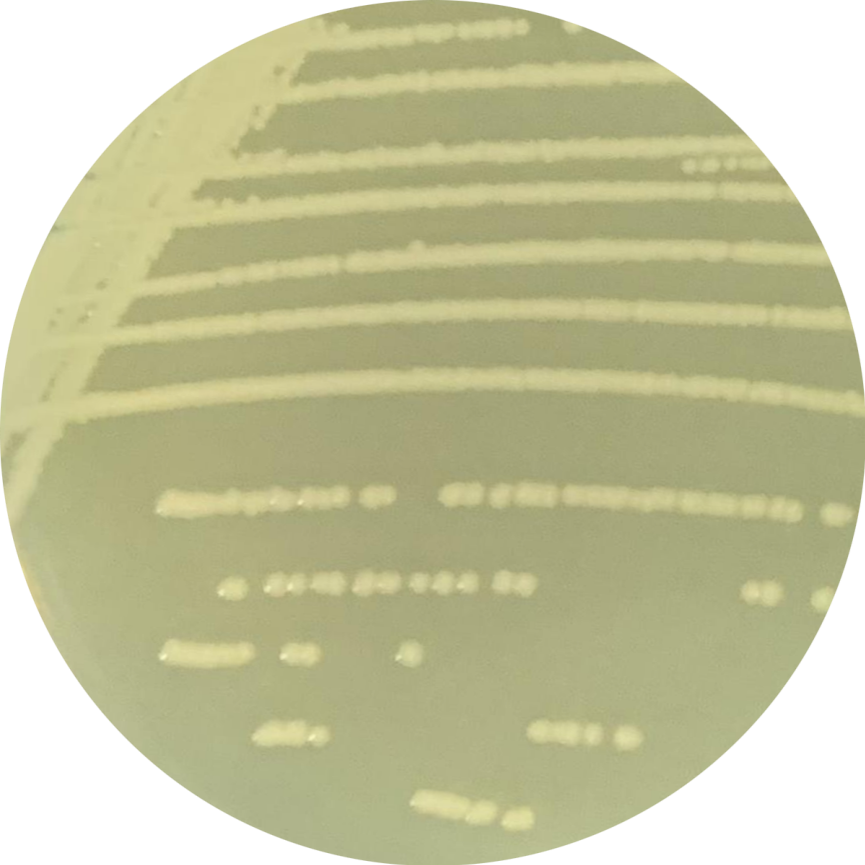 Escherichia coli-BNCC