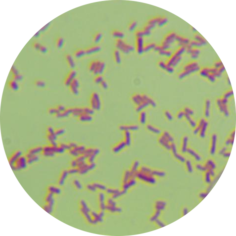 Escherichia coli-BNCC