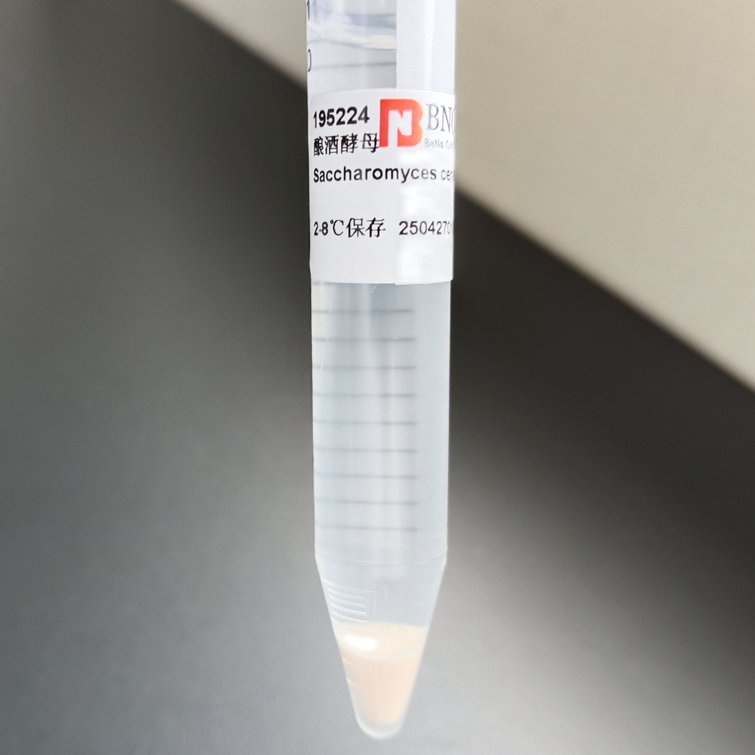 Brewing yeast-BNCC