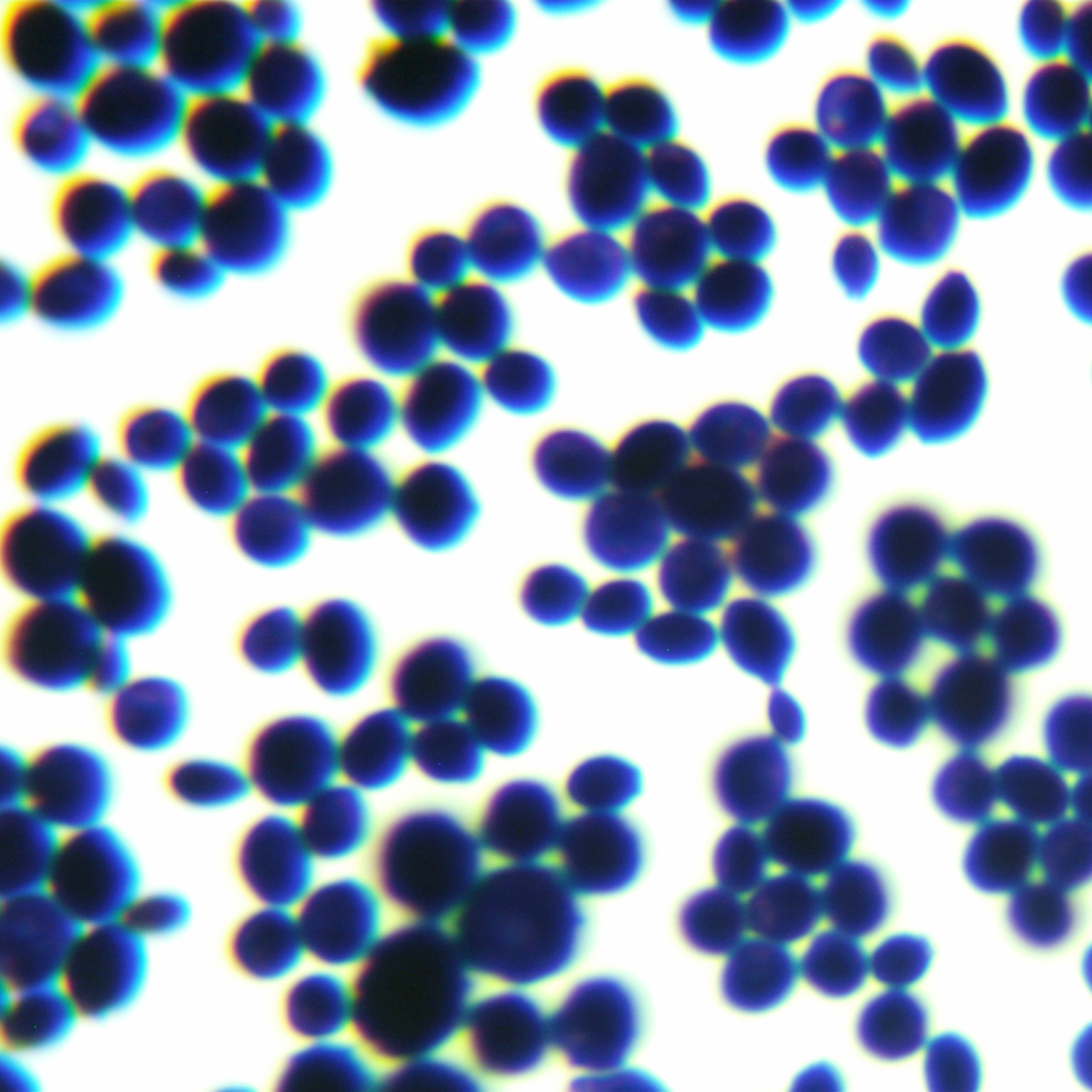 Brewing yeast-BNCC