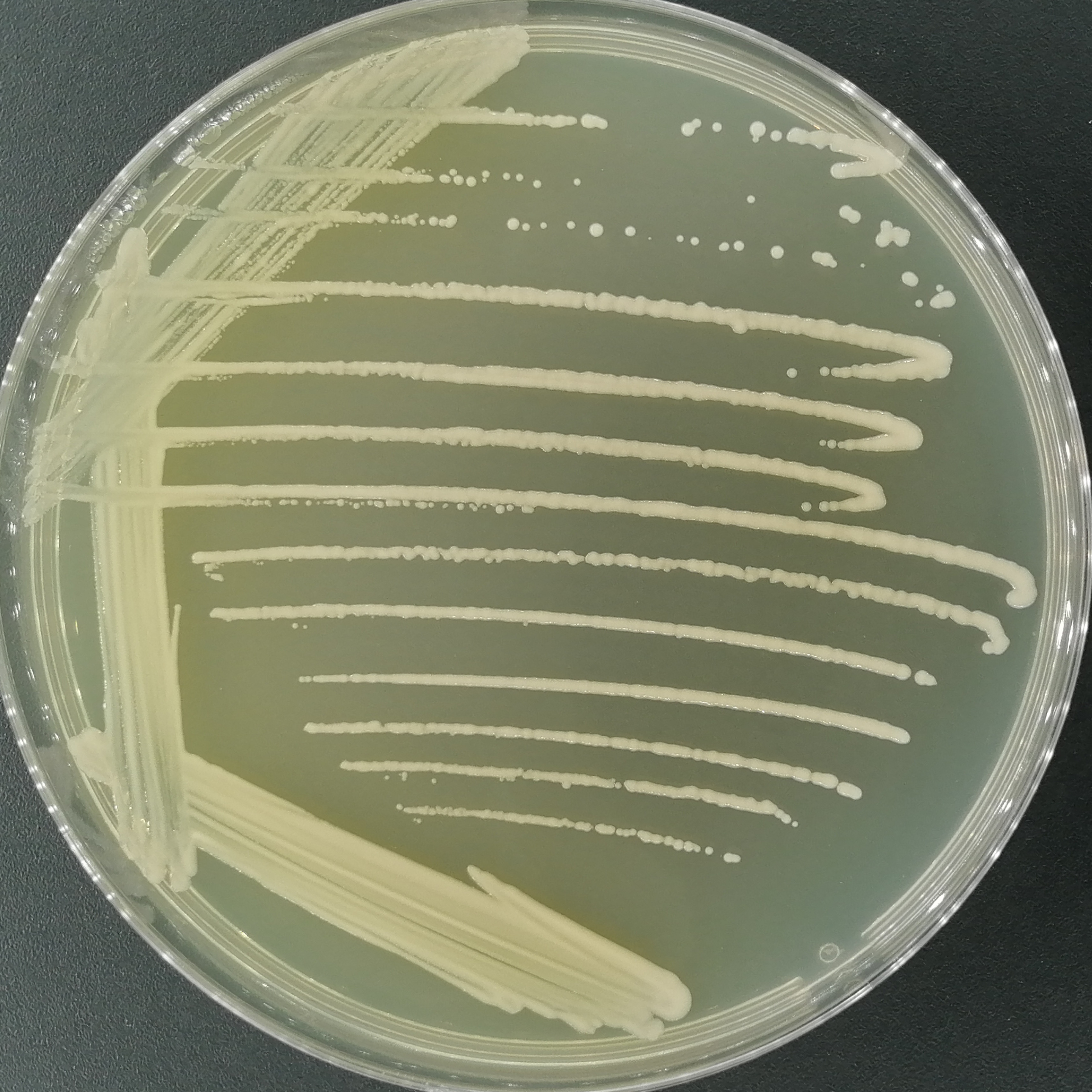 Radiation type rhizobia-BNCC