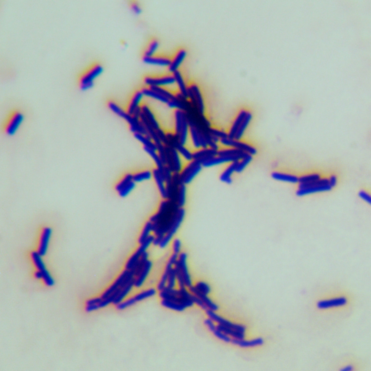 Bacillus amyloliquefaciens-BNCC