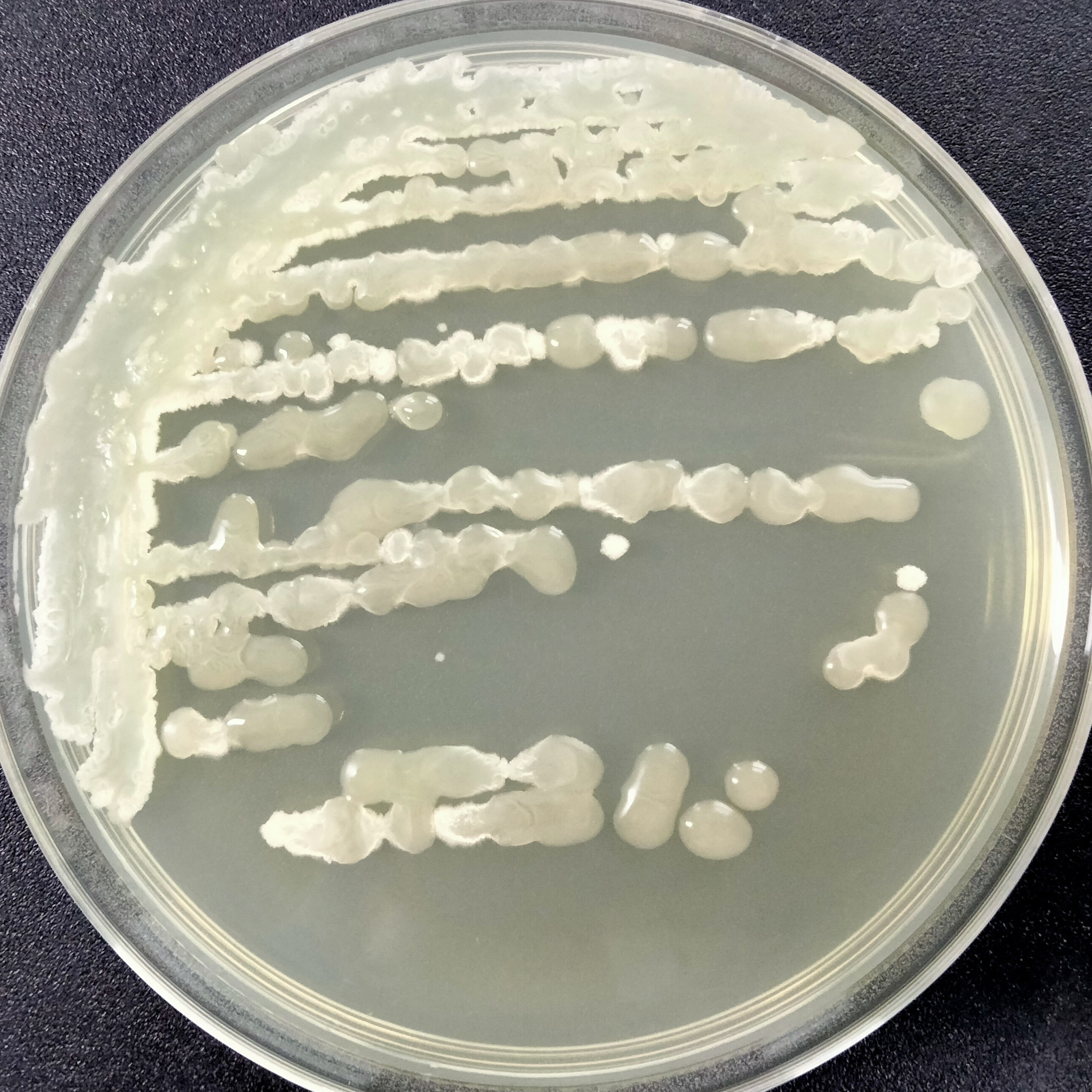 Bacillus amyloliquefaciens-BNCC