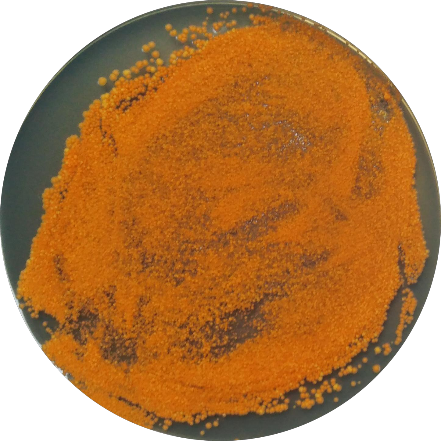 Streptococcus pyogenes-BNCC