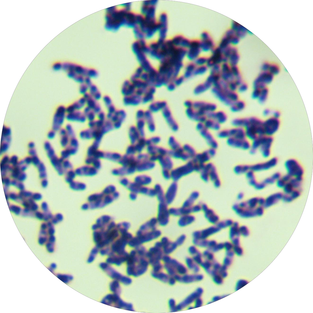 Streptococcus pyogenes-BNCC