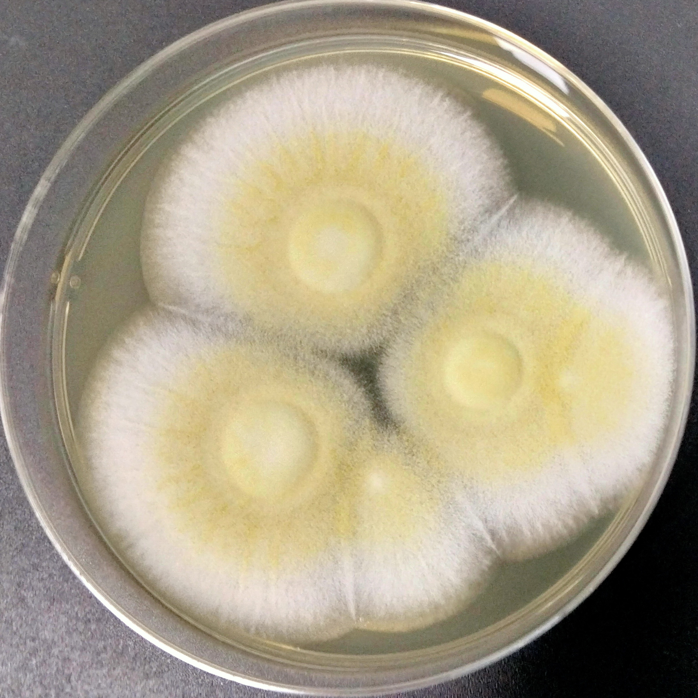 Aspergillus oryzae-BNCC
