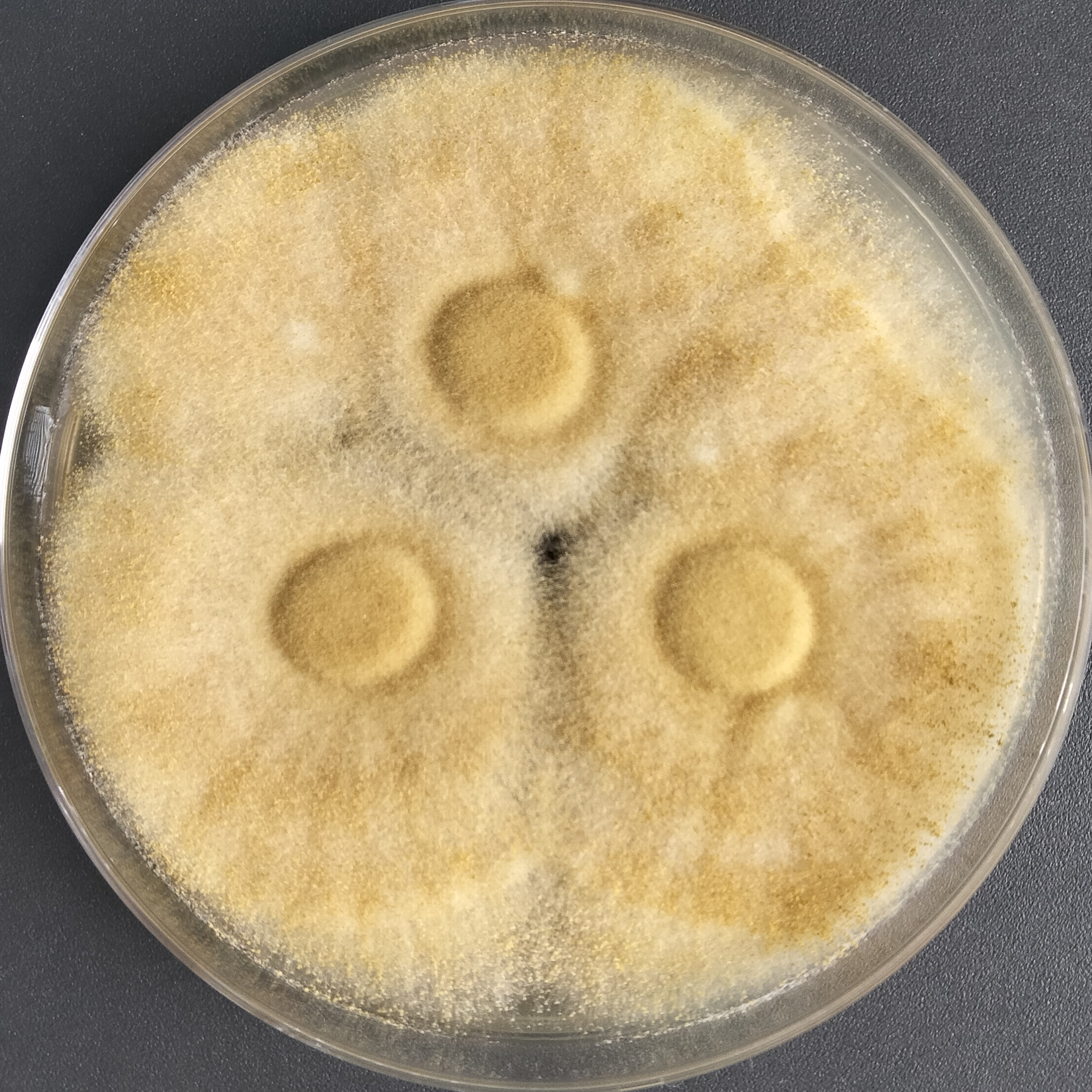 Aspergillus oryzae-BNCC